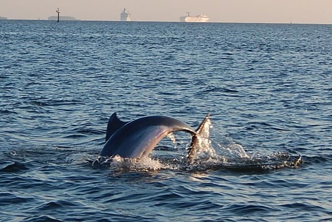 1.5-Hour Dolphin Sightseeing Cruise From Tampa - Good To Know