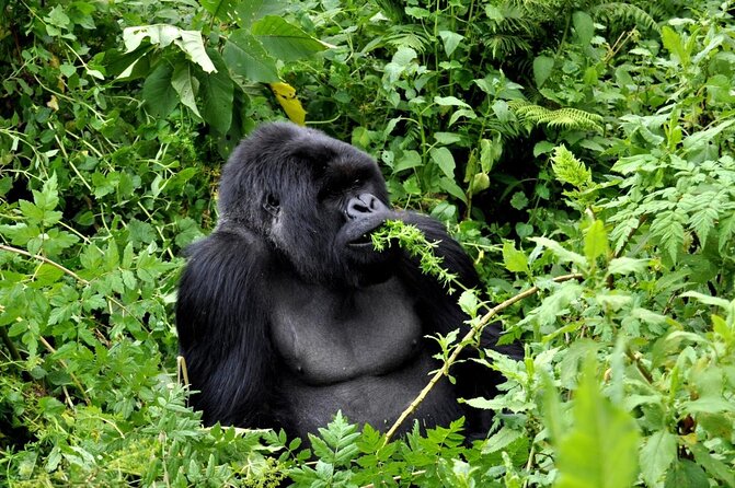 1 Day Gorilla Trekking Volcanoes National Park - Good To Know