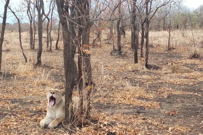 1 Day Safari to Mikumi National Park - Good To Know