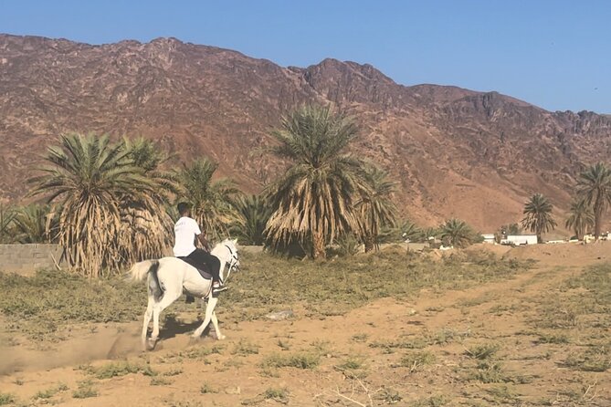 1 Hour Private Horse Riding in Madinah - Good To Know
