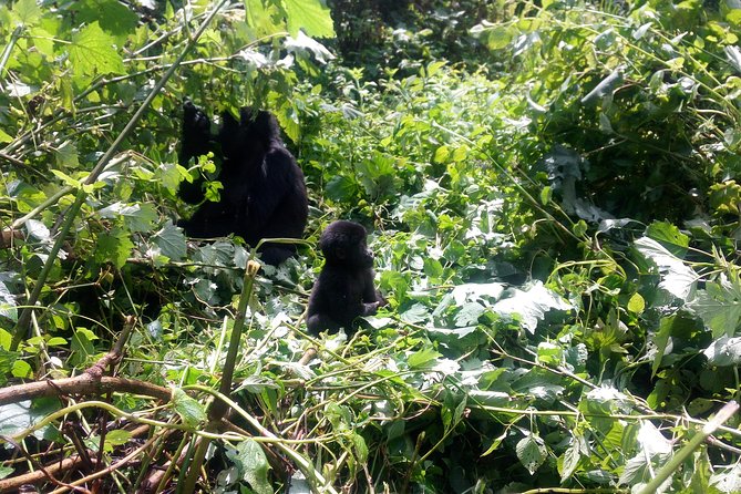 10 Days Uganda Gorilla & Chimpanzee Trekking Safari - Good To Know