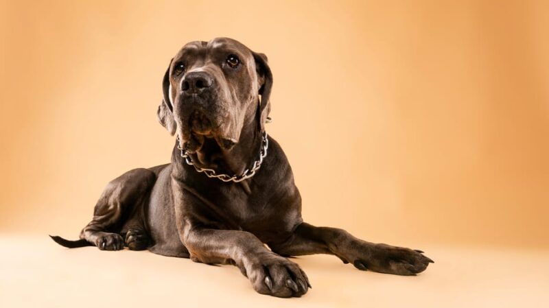 Pet Photography Studio Session With Family Portraits - Deliverables