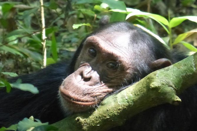 15 Day Gorillas, Chimps and Big 5 Safari Tour - Good To Know
