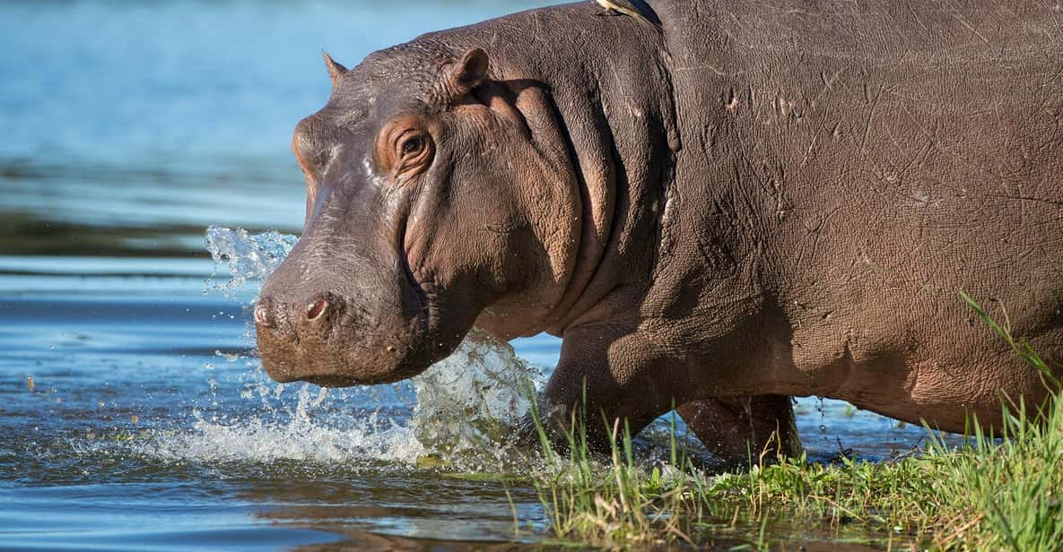 1/2 Day Isimangaliso Boat Safari Tour From Richards Bay - Tour Overview