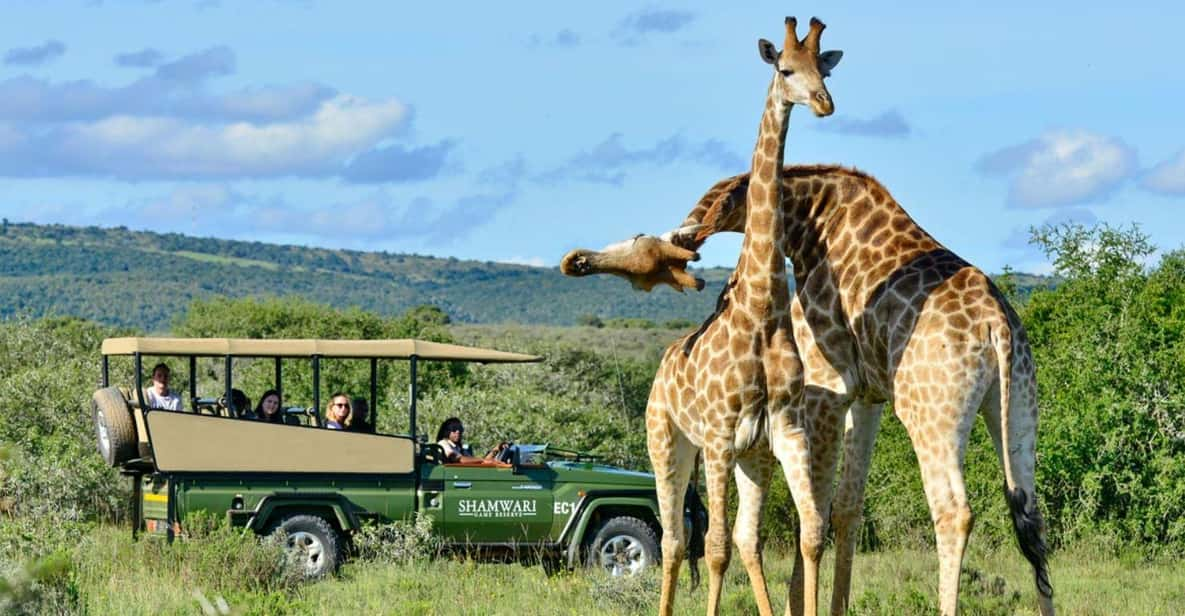 1/2 Day Phezulu Safari Park From Durban - Tour Overview