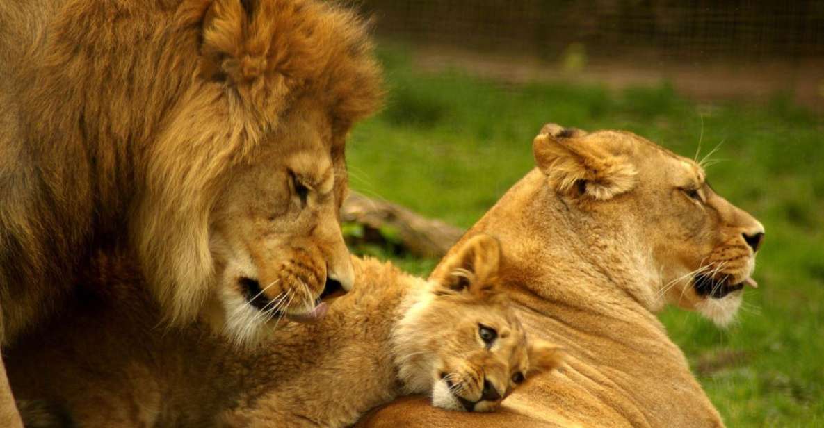 1/2 Day Phezulu Safari Park & Natal Lion Park From Durban - Exploring Natal Lion Park