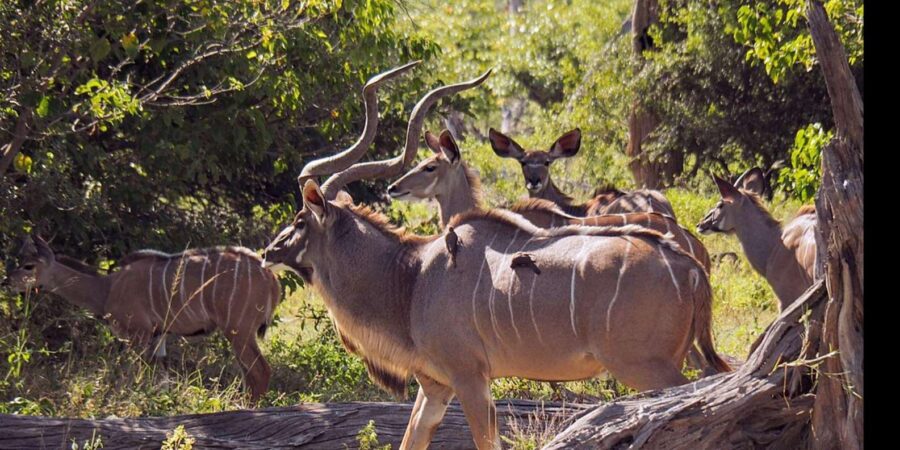 1/2 Day Tala Game Reserve & Phezulu Safari Park From Durban