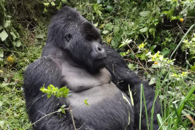 1 Day Gorilla Trekking Mgahinga Gorilla NP & Lake Bunyonyi