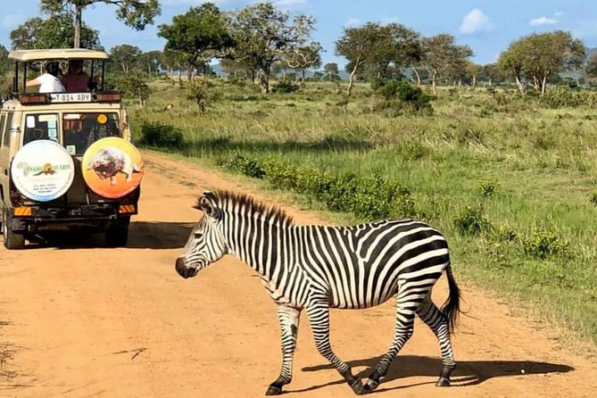1 Day Safari to Mikumi National Park