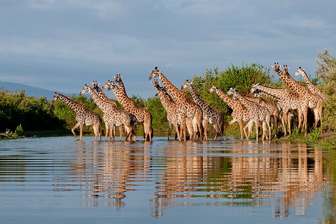 1 Day Tanzania - Selous Game Reserve Safari Tour