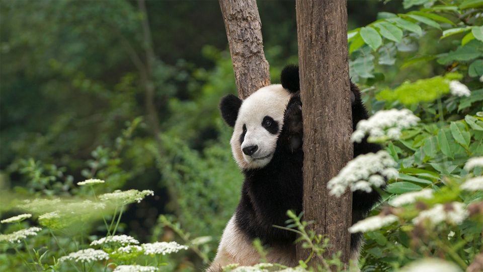 1-day Tour of Chengdu Panda and Sanxingdui Museum - Tour Overview