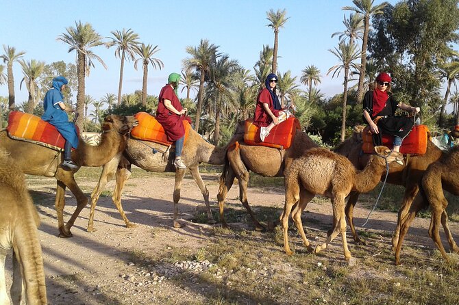 1-Hour Camel Ride in La Palmeraie Marrakech With Hotel Pick up - Tour Overview