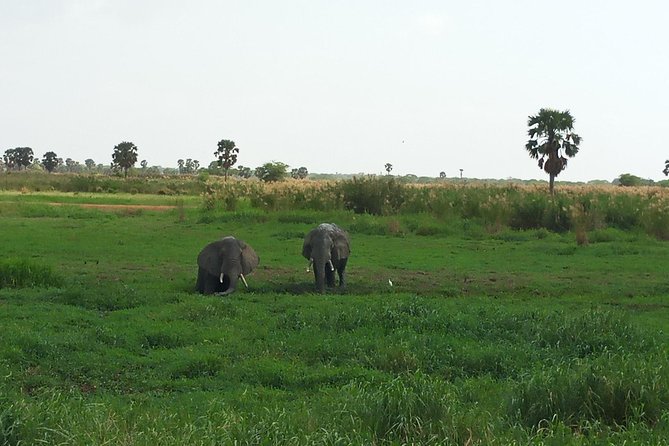 10 Days Uganda Gorilla & Chimpanzee Trekking Safari