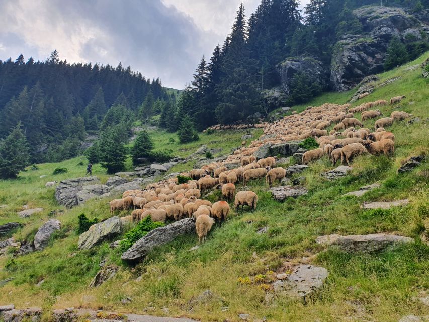 11 Days Private Guided Tour in Romania
