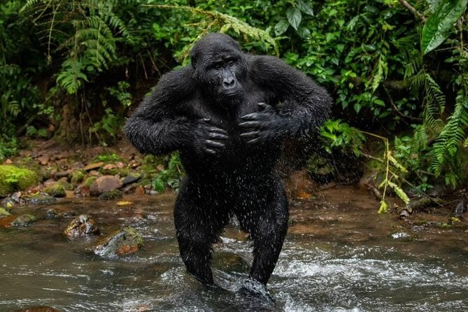 14 Days Uganda Safari Adventure, Gorilla Trekking and WildlifeTour