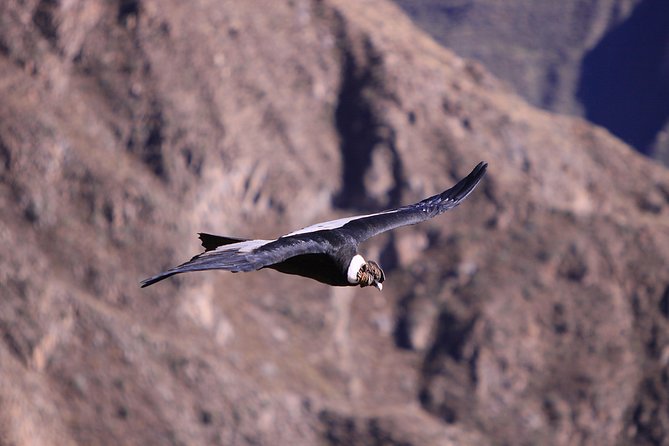 2 Day - Colca Canyon and Condor Tour From Arequipa, Peru - Group Service - Tour Overview and Highlights