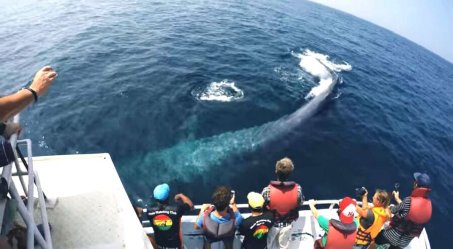 2-Day Whale Watching & Southern Sri Lanka Tour - Tour Overview and Details