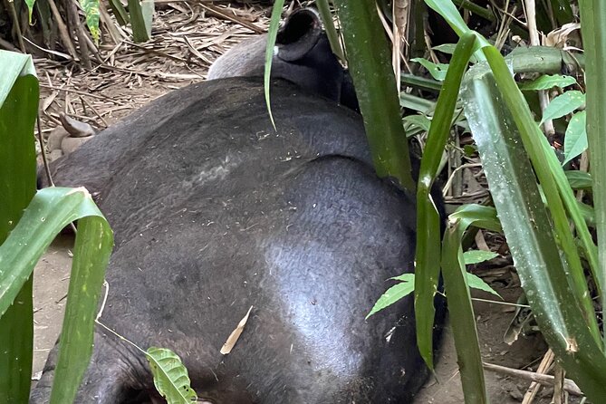 2 Days 1 Night Corcovado Jungle Adventure Sirena Ranger Station