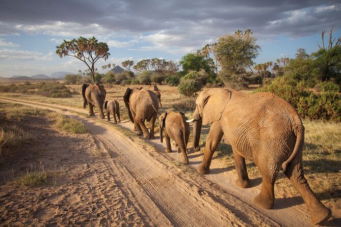 3 Best National Park Tours In Diani Beach