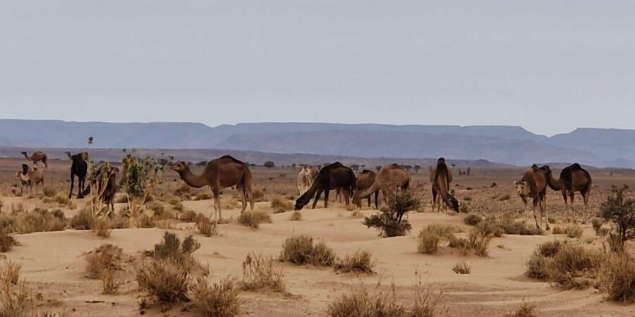 2 Days 1 Night Mhamid Sahara Desert