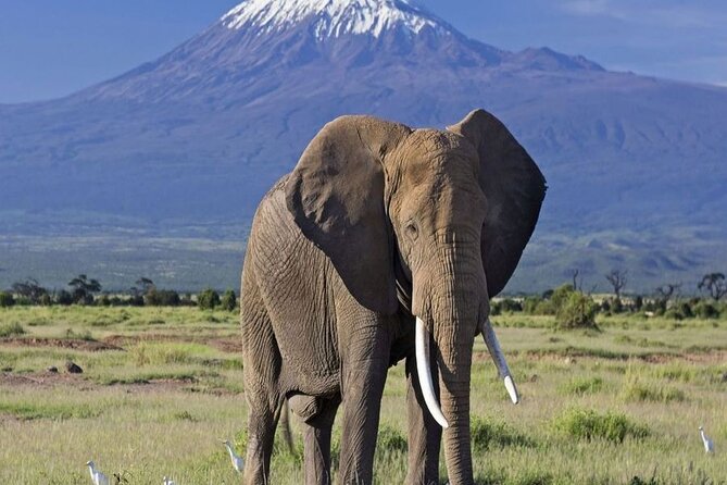 2 Days and 1 Night Amboseli Safari From Nairobi - Safari Overview