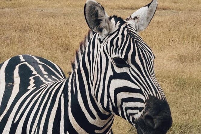 2 Days and 1 Night Mikumi Safari Private Tour