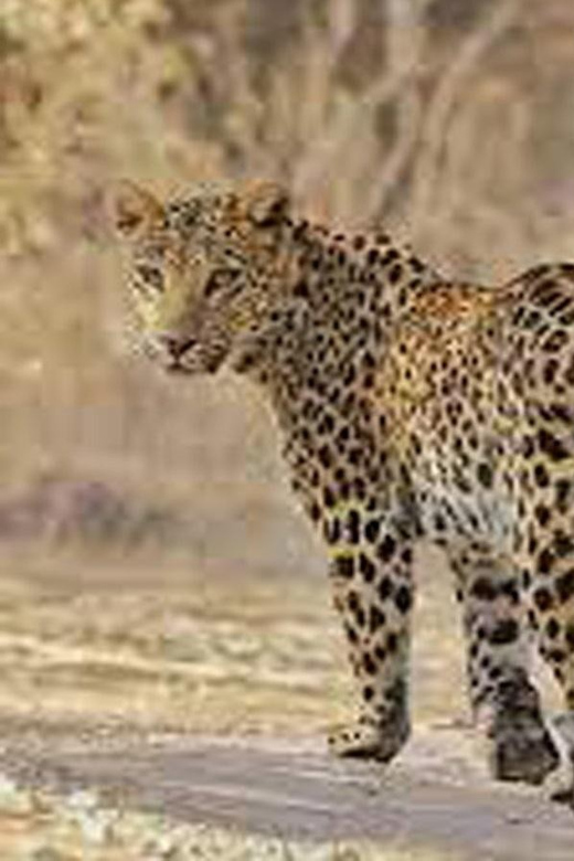 2-Days Luxury Jaipur City Tour With Tiger & Leopard Safari - Tour Overview and Pricing