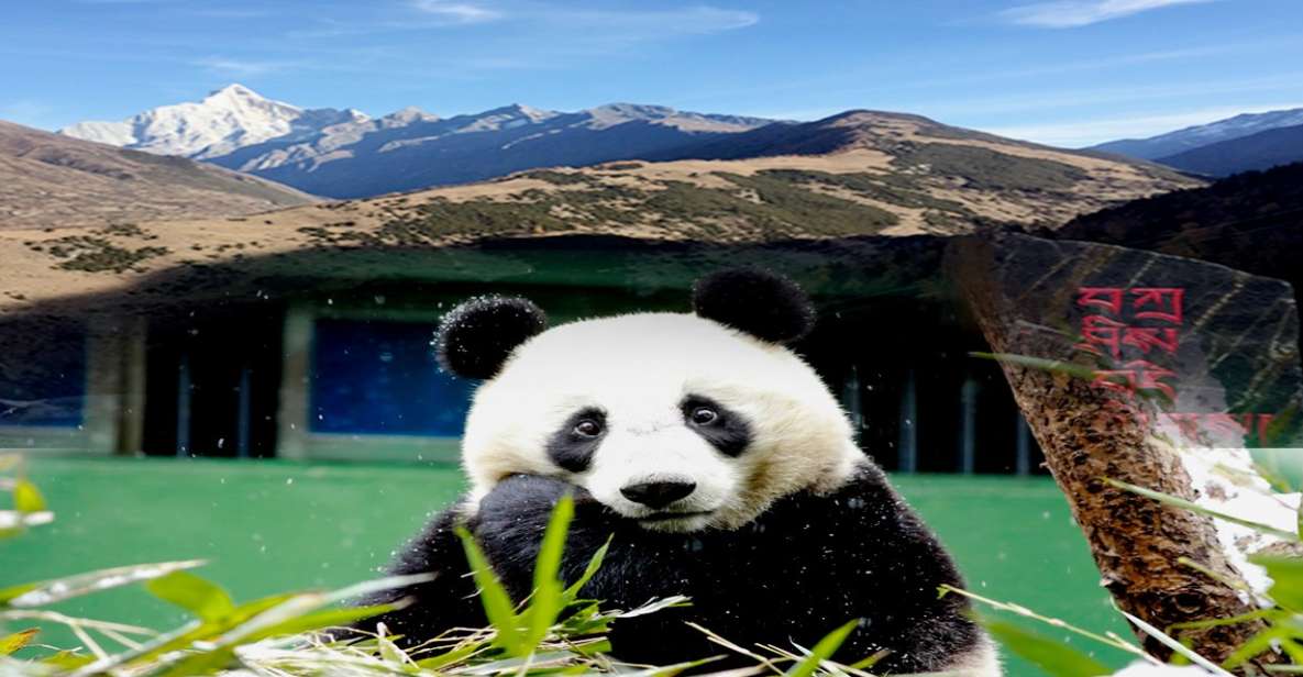 2 Days Mt. Siguniang+Wolong Panda Tour From Chengdu - Tour Overview and Pricing