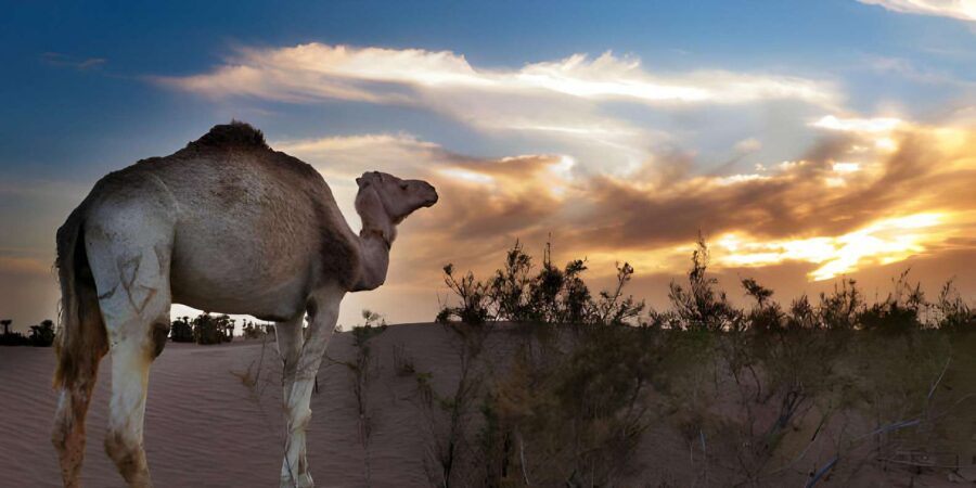 2-Days Sahara Desert Tour to Zagora & Ait Ben Haddou