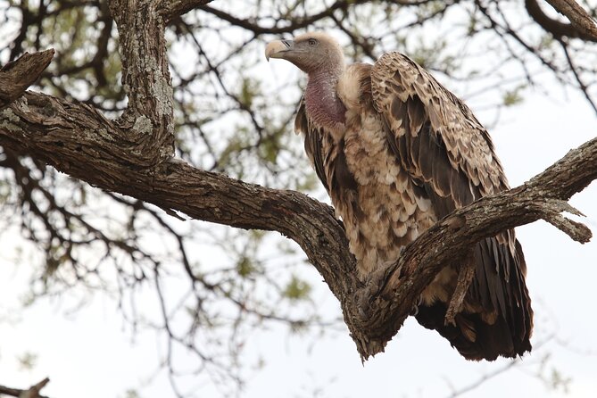 2 Days to Tarangire and Ngorongoro Crater - Day 1 Itinerary