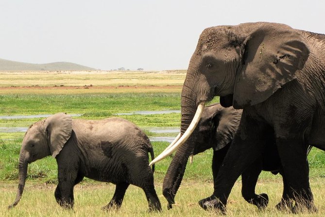 2 Days Tsavo East National Park Tour From Mombasa/Diani (1 Night)