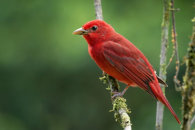 2-Hour Chachagua Rainforest – Birdwatching Tour