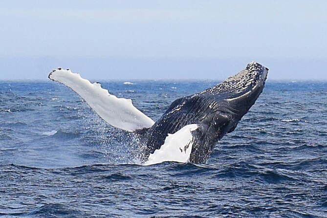 2-Hour Guided Boat Tour From St. Johns