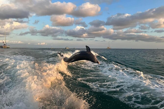 2 Hour Private Dolphin Sightseeing Tour