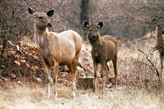 2-Night Private Ranthambore National Park and Wildlife Tour From Delhi - Detailed Itinerary