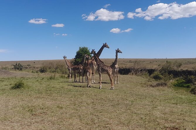 3-Day Amboseli Safari From Nairobi - Accommodation Options