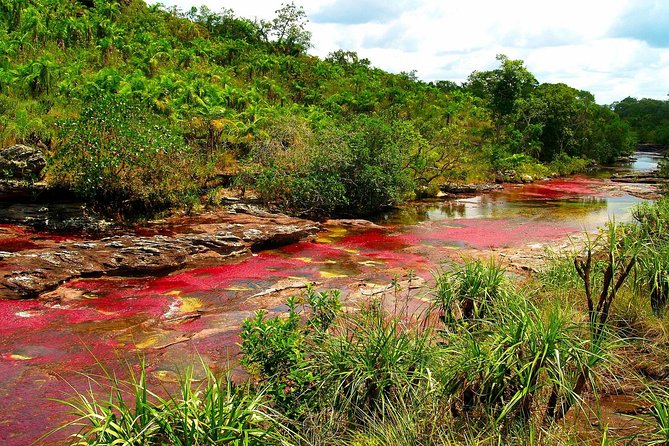 3-Day Caño Cristales (Rainbow River) From Bogotá