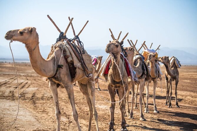 3 Day Danakil Depression Ertale and Dallol Tours