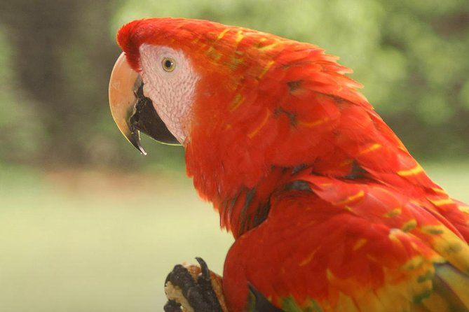 3-Day Eco Amazonia Lodge in the Amazon Jungle ECOMAGICO