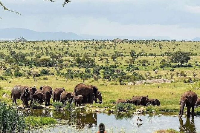 3 Day Essential 4x4 Safari: Manyara, Tarangire & Ngorongoro - Wildlife Highlights