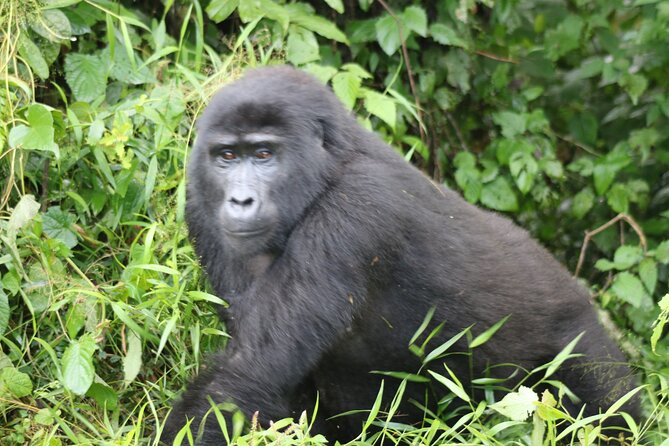 10 Best National Park Tours In Kigali