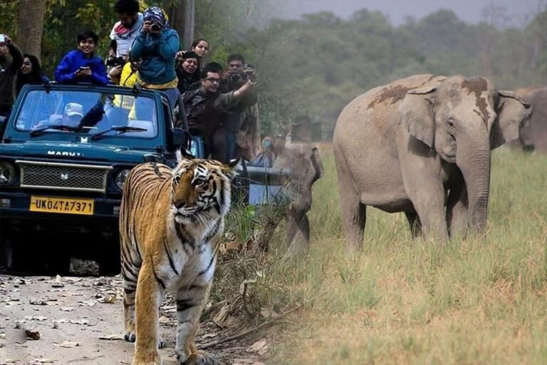 3-Day Jim Corbett National Park Tour