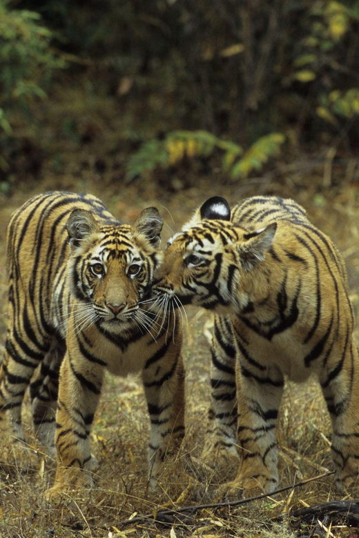 3- Day Jim Corbett National Park Tour