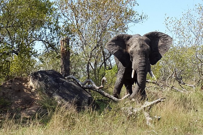 3 Day Kruger National Park and Crocodile River Safari