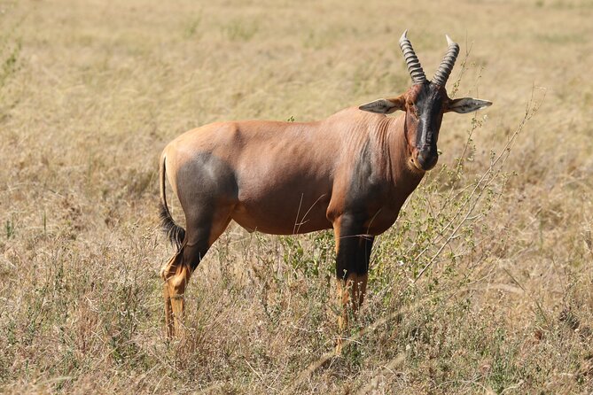 3-Day National Parks Safari From Arusha Including Tarangire - Day 3: Lake Manyara National Park