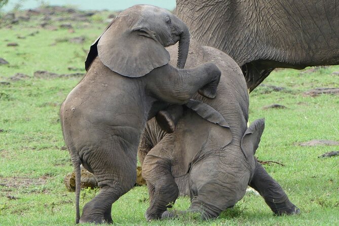 3 Day Private 4×4 Jeep Tour in Masai Mara Safari