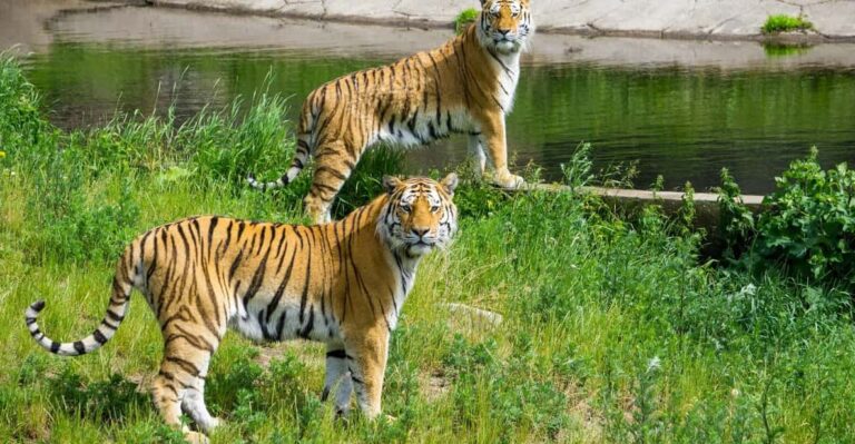 3-Day Ranthambore Tiger Safari Tour From Delhi