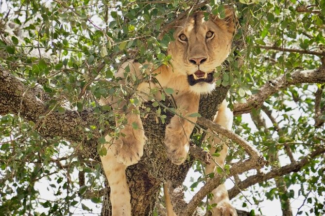 3-Day Tarangire, Lake Manyara and Ngorongoro
