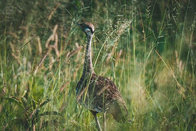 3-Day Tarangire, Ngorongoro & Manyara Best Tour & Safari