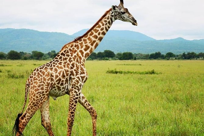 7 Best 3 Day Tours in Dar Es Salaam
